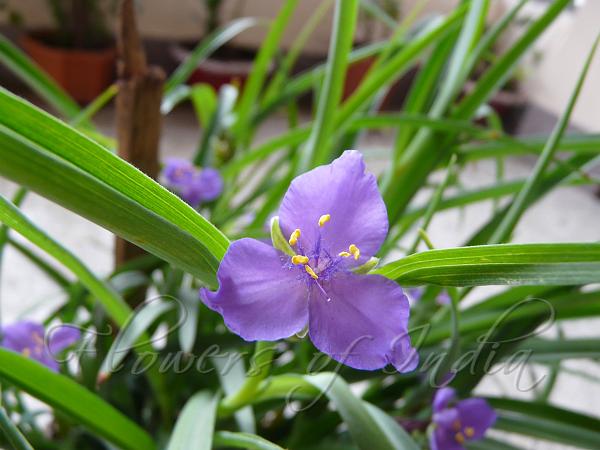 Virginia Spiderwort